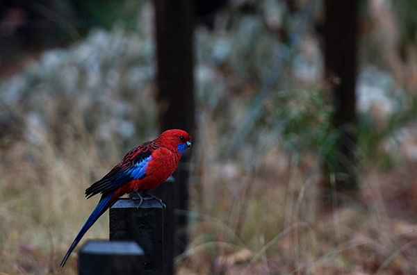 Zdjęcie z Australii - rosella