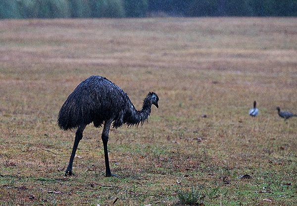 Zdjęcie z Australii - w deszczu