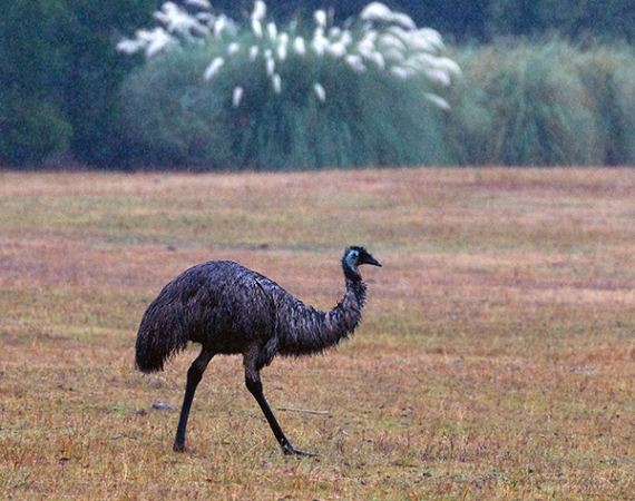 Zdjęcie z Australii - 
