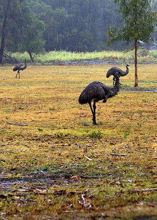 Zdjęcie z Australii - 