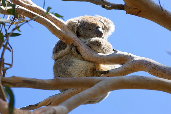 Zdjęcie z Australii - Koala
