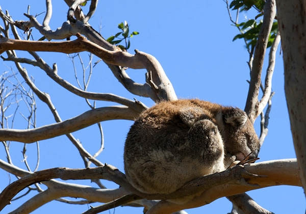 Zdjęcie z Australii - 