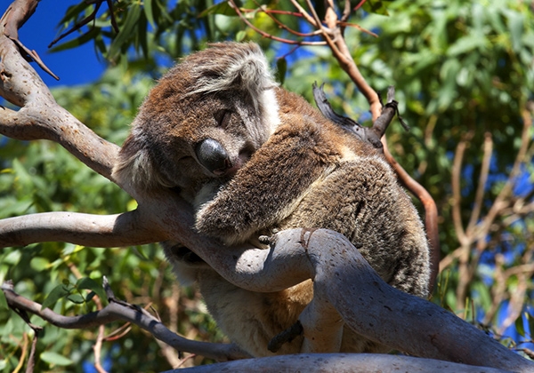 Zdjecie - Australia - The Grampians