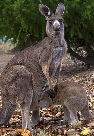 Zdjęcie z Australii - 