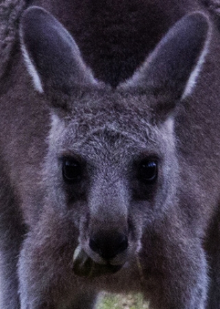 Zdjęcie z Australii - 