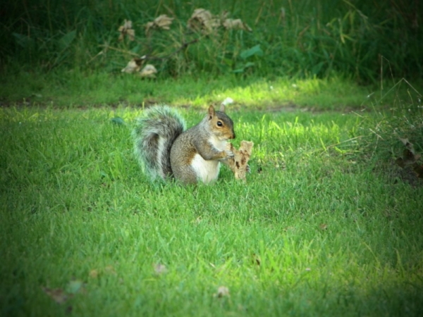 Zdjęcie z Wielkiej Brytanii - Park