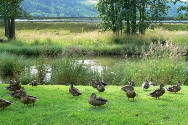 Zdjęcie z Norwegii - 