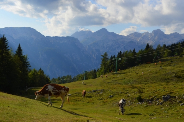 Zdjęcie ze Słowenii - Velika planina