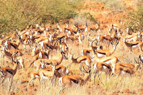 Zdjęcie z Namibii - 