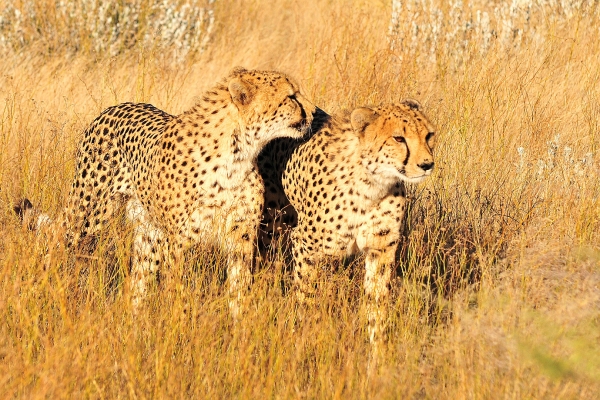 Zdjęcie z Namibii - 