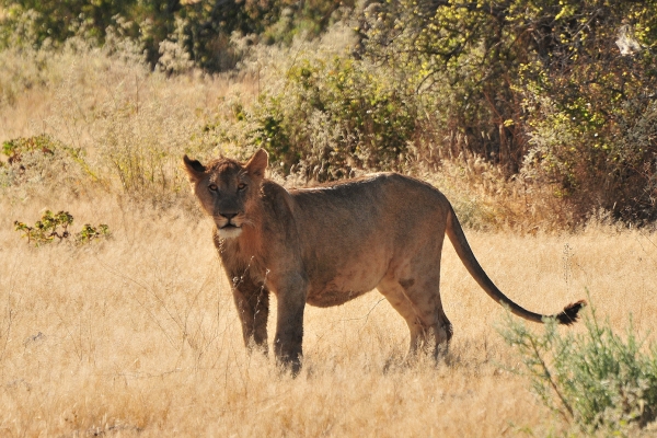 Zdjęcie z Namibii - 