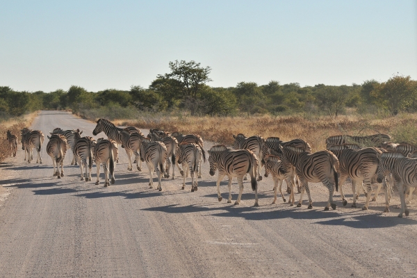 Zdjęcie z Namibii - 