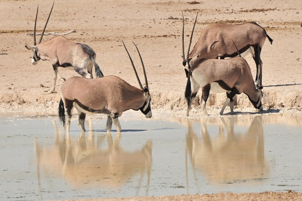 Zdjęcie z Namibii - 