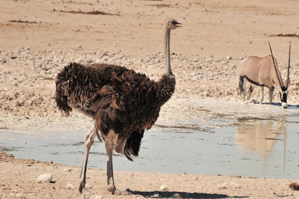 Zdjęcie z Namibii - 