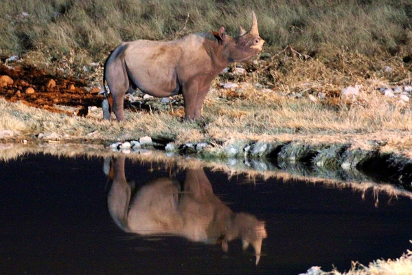 Zdjęcie z Namibii - 
