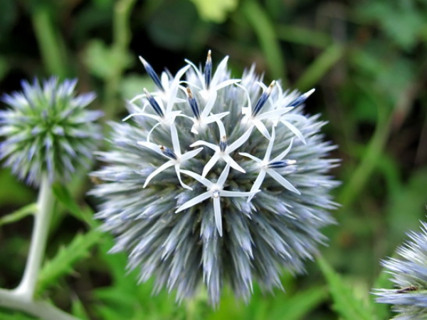 Zdjęcie z Gruzji - Udżarma - flora.