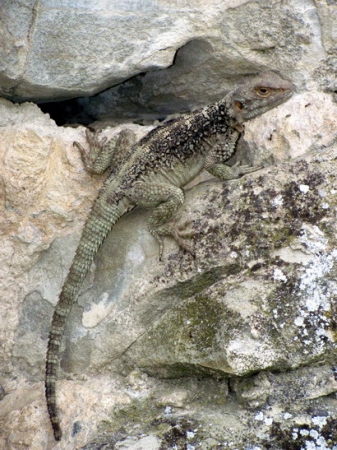 Zdjęcie z Gruzji - Udżarma - fauna.