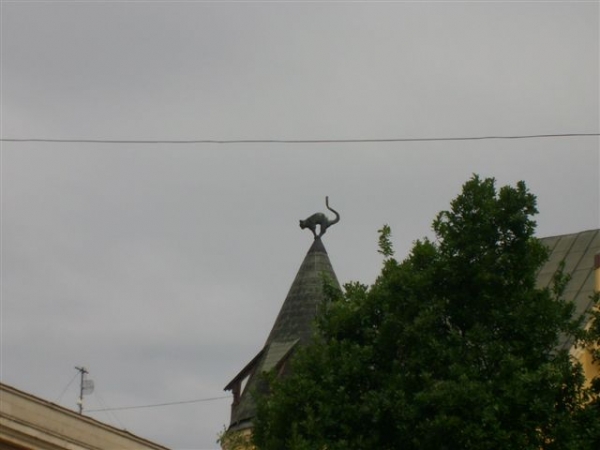 Zdjęcie z Łotwy - Dom kotów