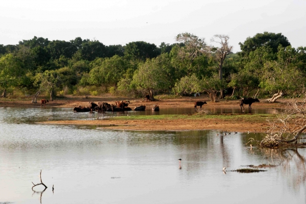 Zdjęcie ze Sri Lanki - 