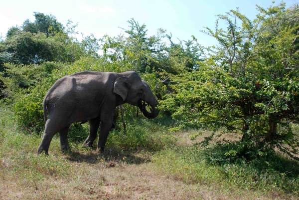 Zdjęcie ze Sri Lanki - 