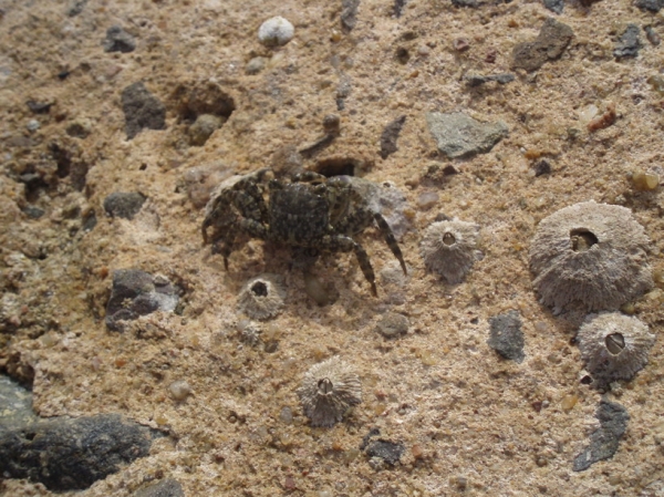 Zdjęcie z Egiptu - krab na plaży