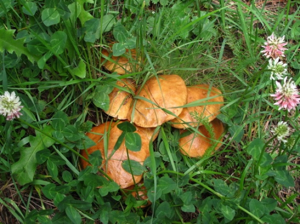 Zdjęcie z Gruzji - Kaukaskie maślaczki.