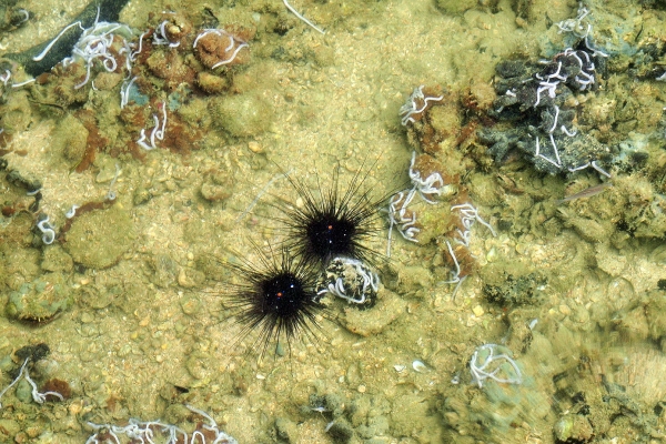 Zdjęcie z Tajlandii - 