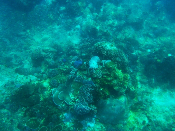 Zdjęcie z Indonezji - Rafa Mushroom Bay