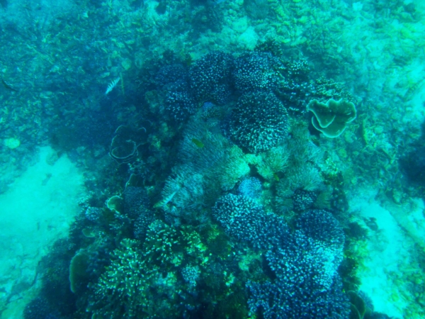 Zdjęcie z Indonezji - Koralowce