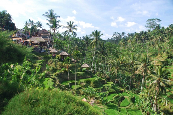 Zdjęcie z Indonezji - Tarasy ryzowe Tegalalang