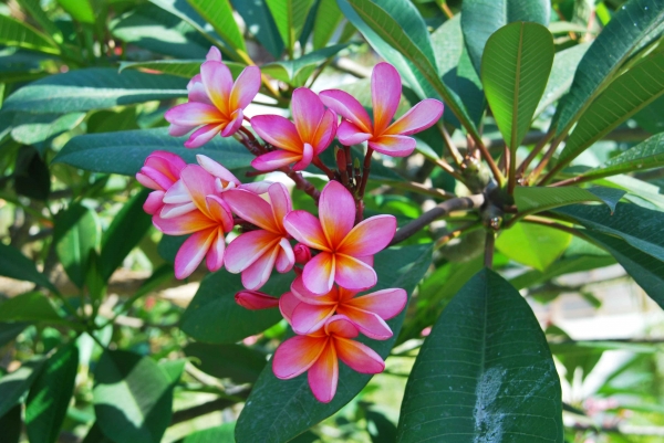 Zdjęcie z Indonezji - Frangipani - prawdziwy