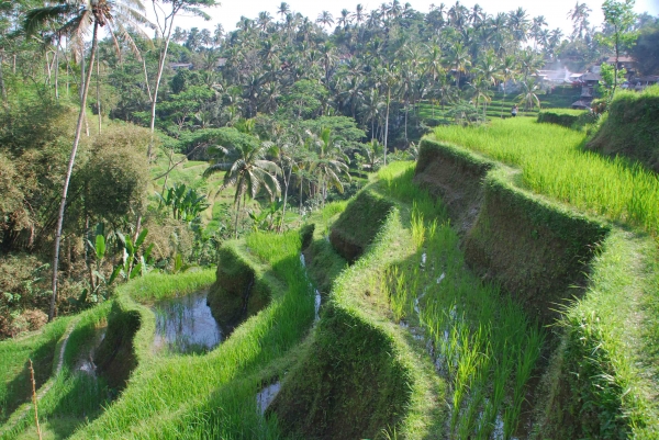Zdjęcie z Indonezji - Tarasy ryzowe Tegalalang 