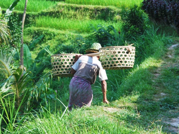 Zdjęcie z Indonezji - On nie jest na wakacjach