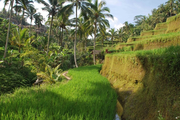 Zdjęcie z Indonezji - Tak uprawia sie ryz