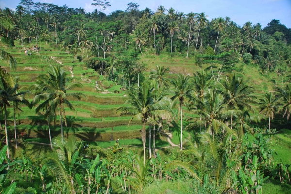 Zdjęcie z Indonezji - Tarasy ryzowe Tegalalang 