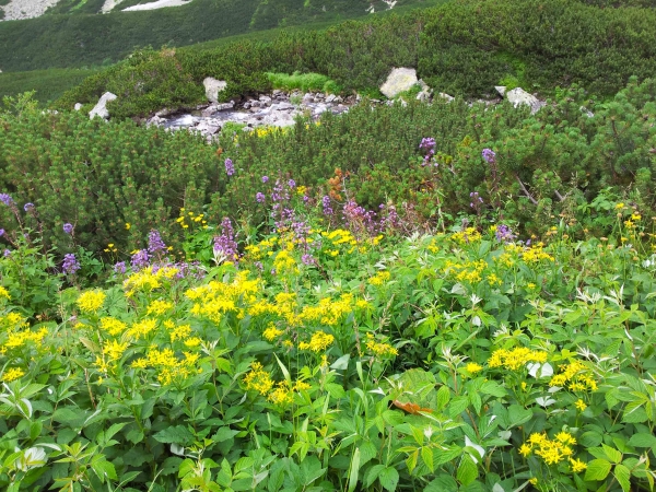 Zdjęcie ze Słowacji - Tatry rozkwitly :)