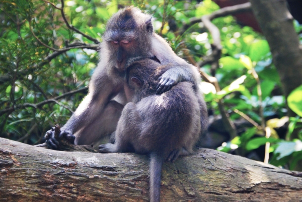 Zdjecie - Indonezja - Ubud