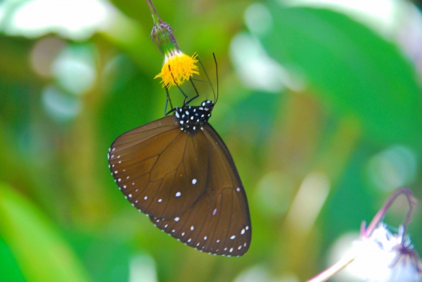 Zdjęcie z Indonezji - Fauna i flora :)