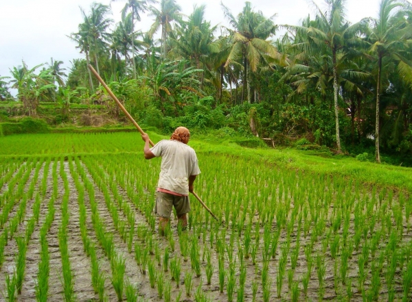 Zdjęcie z Indonezji - Praca na polu ryzowym