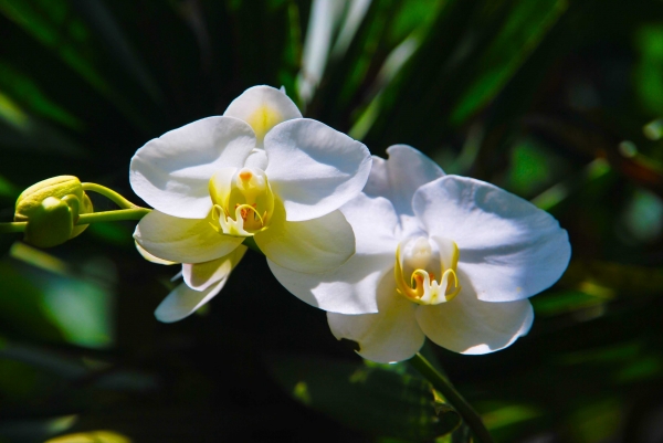 Zdjęcie z Indonezji - Orchidee