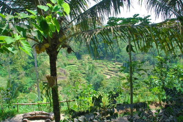 Zdjęcie z Indonezji - Widok z plantacji kawy