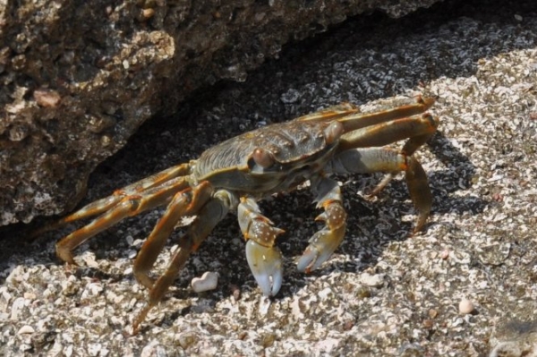 Zdjęcie z Egiptu - krab