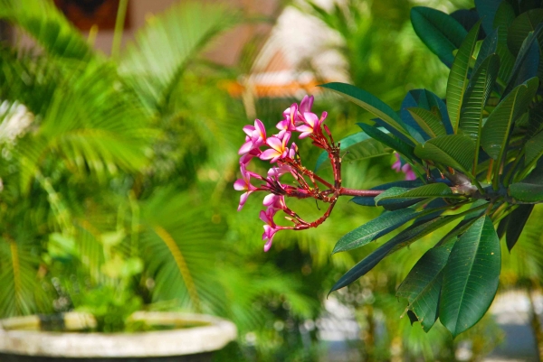Zdjęcie z Indonezji - Frangipani