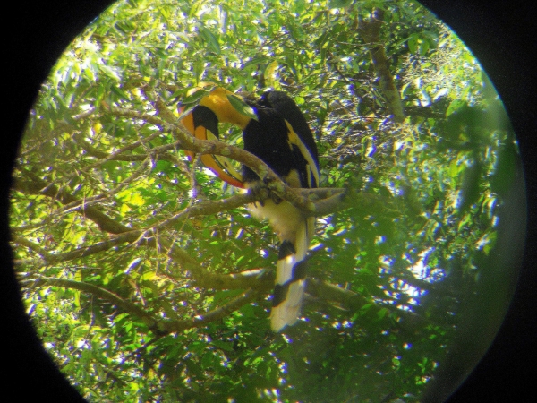 Zdjęcie z Tajlandii - Khao Yai National Park