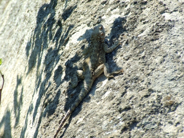 Zdjęcie z Turcji - agama
