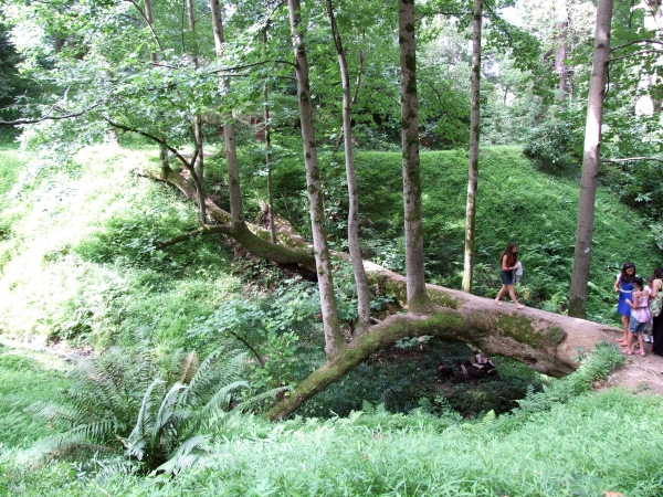 Zdjęcie z Turcji - drzewo - matka