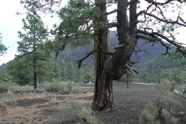 Zdjęcie ze Stanów Zjednoczonych - Sunset Crater