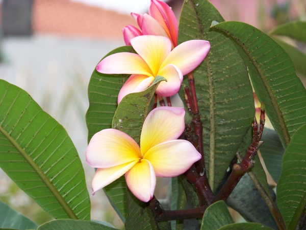 Zdjęcie z Portugalii - Frangipani