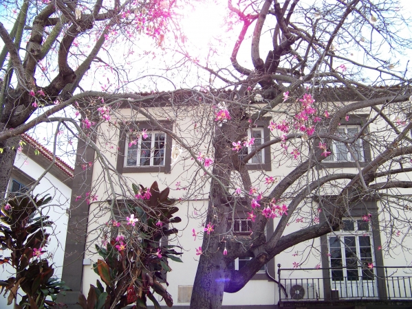 Zdjęcie z Portugalii - Funchal