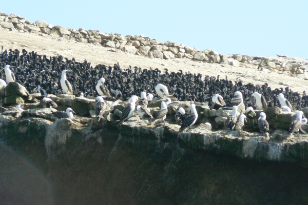 Zdjęcie z Peru - Wyspy Ballestas